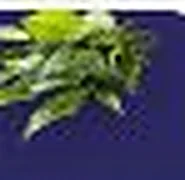 L-theanine, from green tea